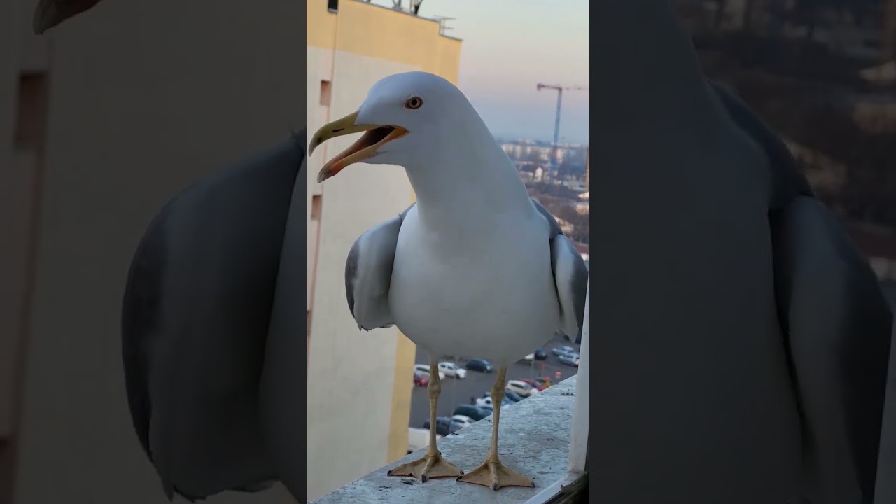 seagull trying to tell me something | seagull sounds