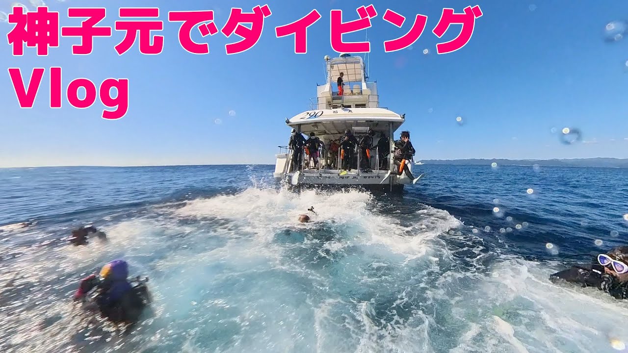 久々の神子元でハンマーリバー Hammerhead shark Diving