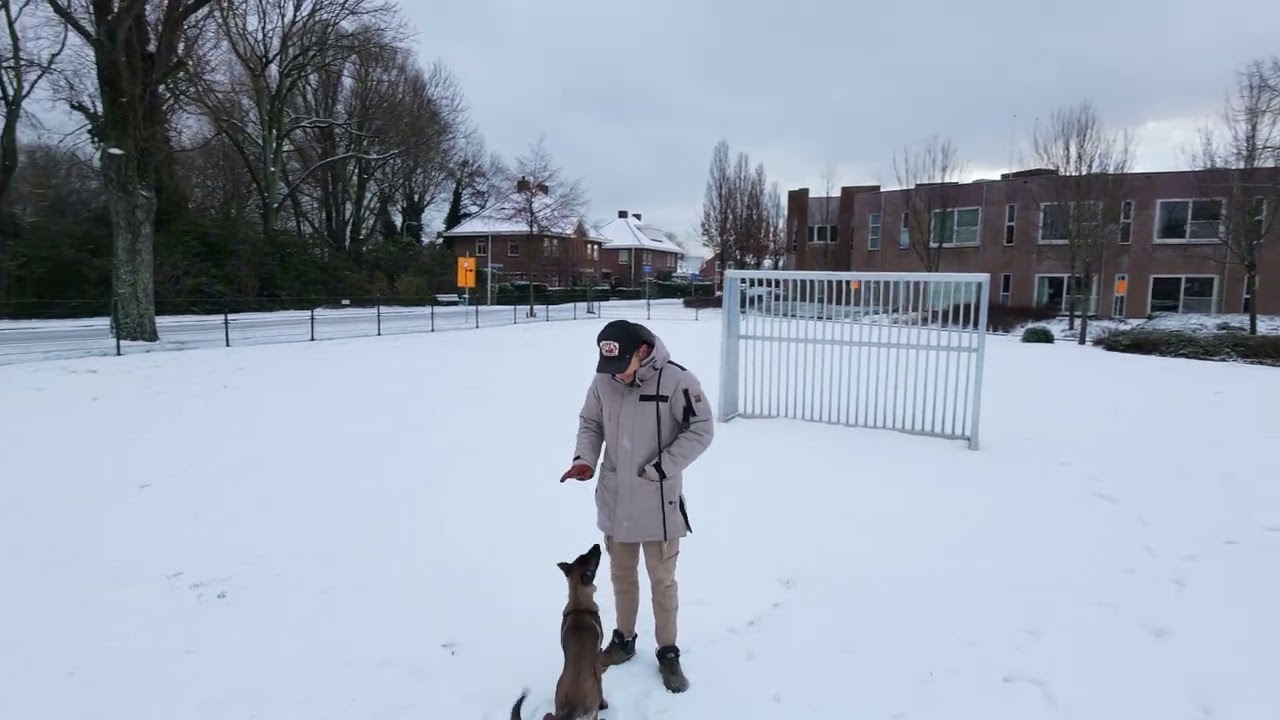 4 month old Belgian Malinois enjoying dutch snow :)