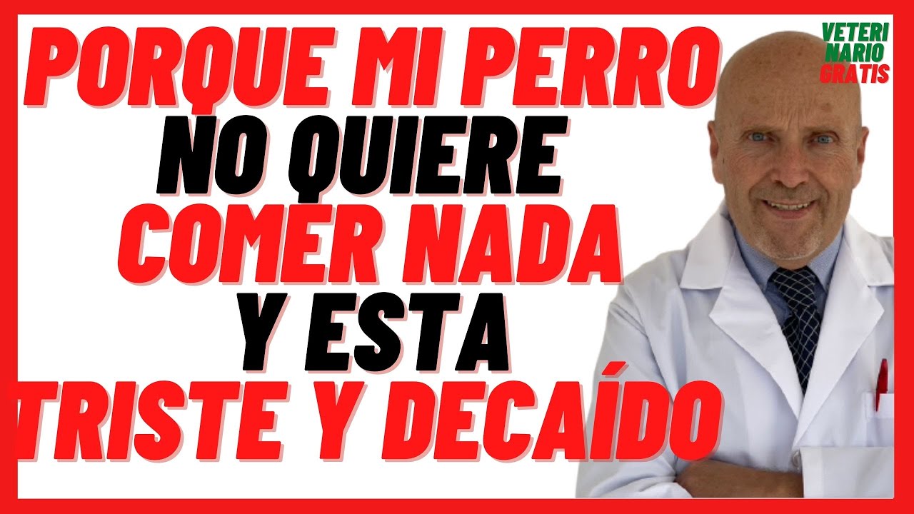 🟢 Porque mi PERRO No Quiere COMER Nada y Esta Triste / Decaído 🟢 Que Remedios Caseros le Puedo Dar