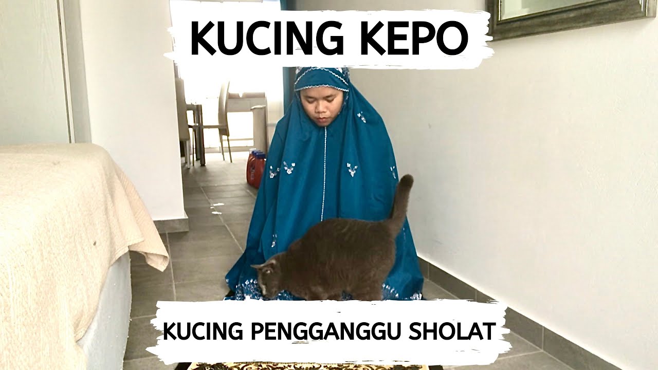KOKO, KUCING YANG SUKA IKUTAN SHOLAT | IKUTAN.. ATAU GANGGUIN?