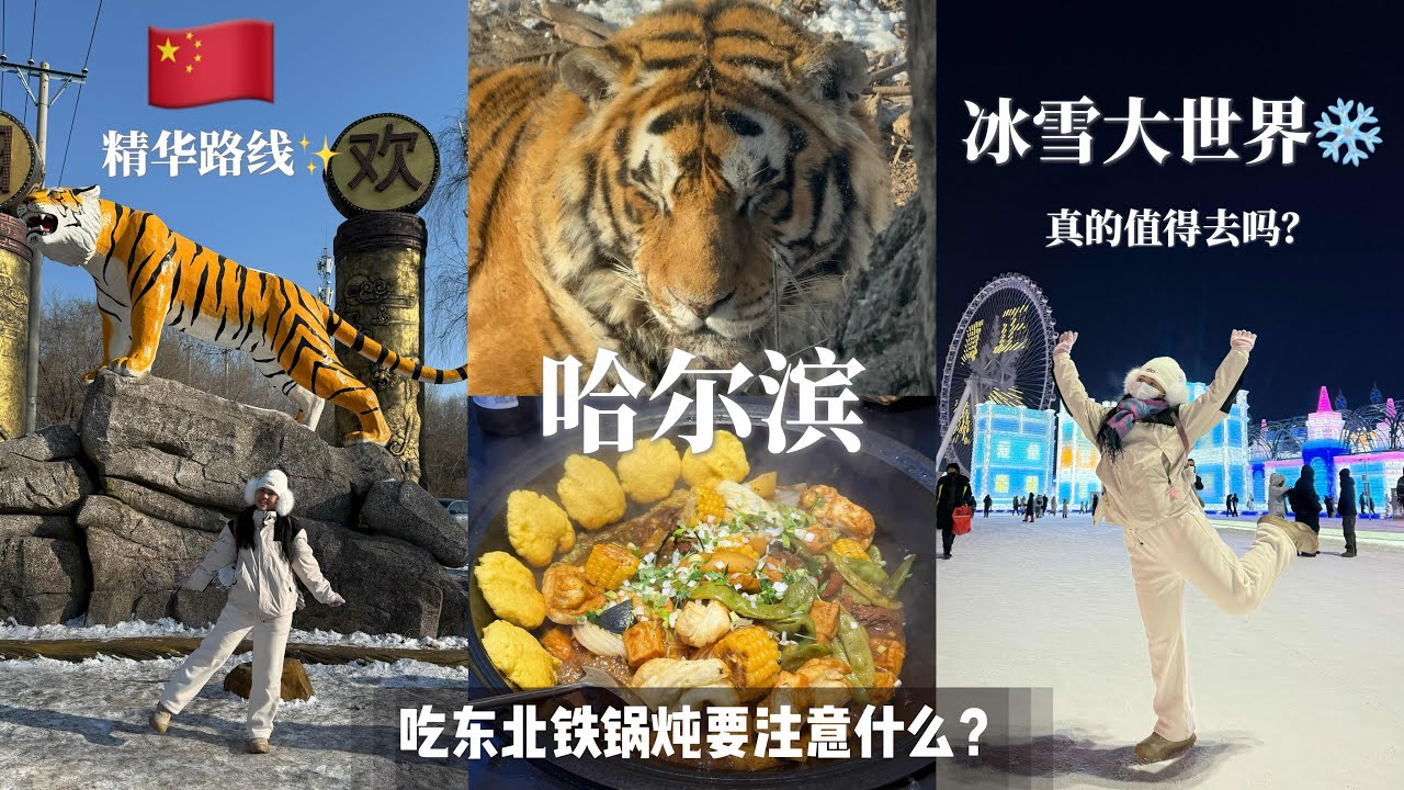 【🇨🇳中国自由行旅游】哈尔滨市区内就好多东西玩啊！交通方便公交滴滴都能到！东北虎林园和冰雪大世界就足够玩一整天！通过旅行社买的门票比平台上还便宜推荐！铁锅炖的秘密就是吃之前先打电话到餐厅预定