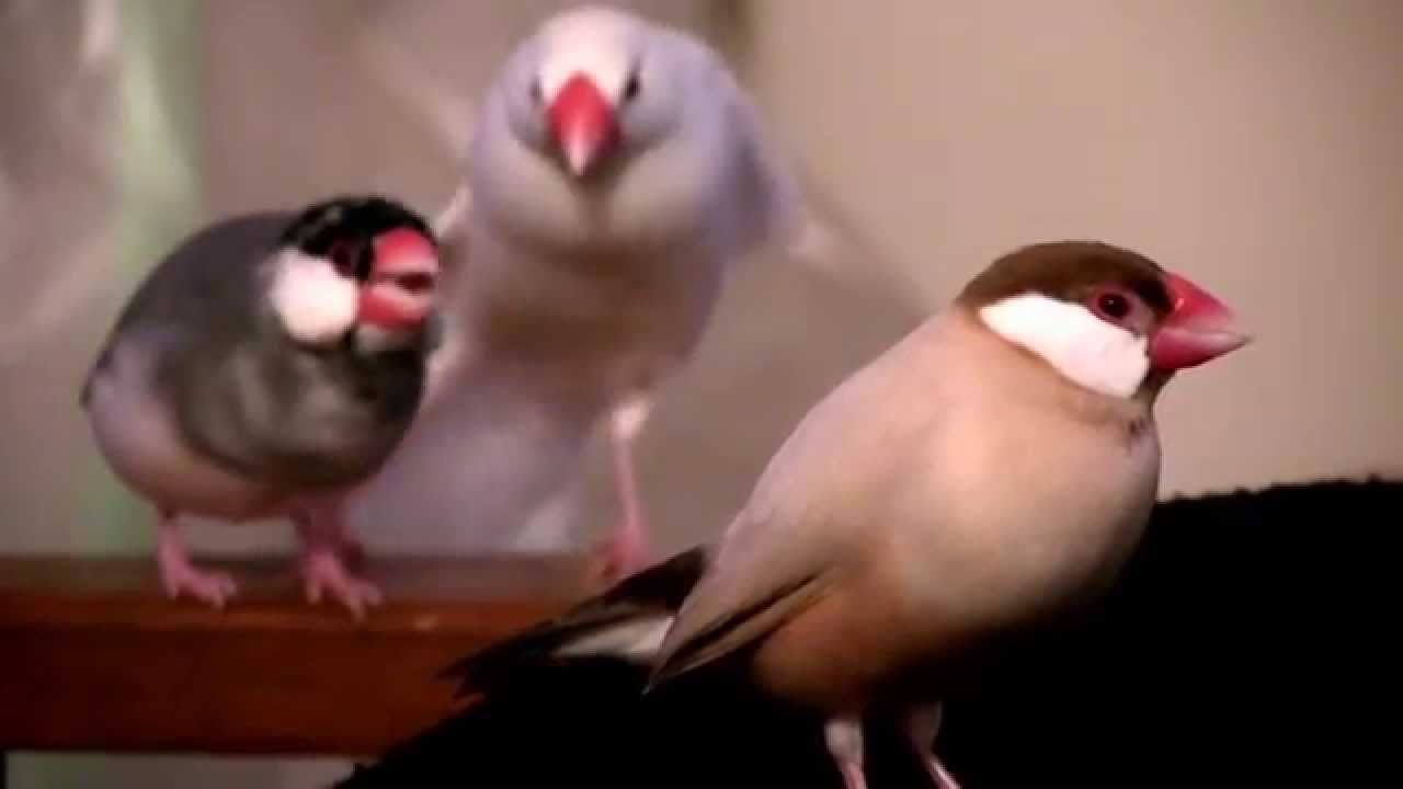 トヤ文鳥の午後