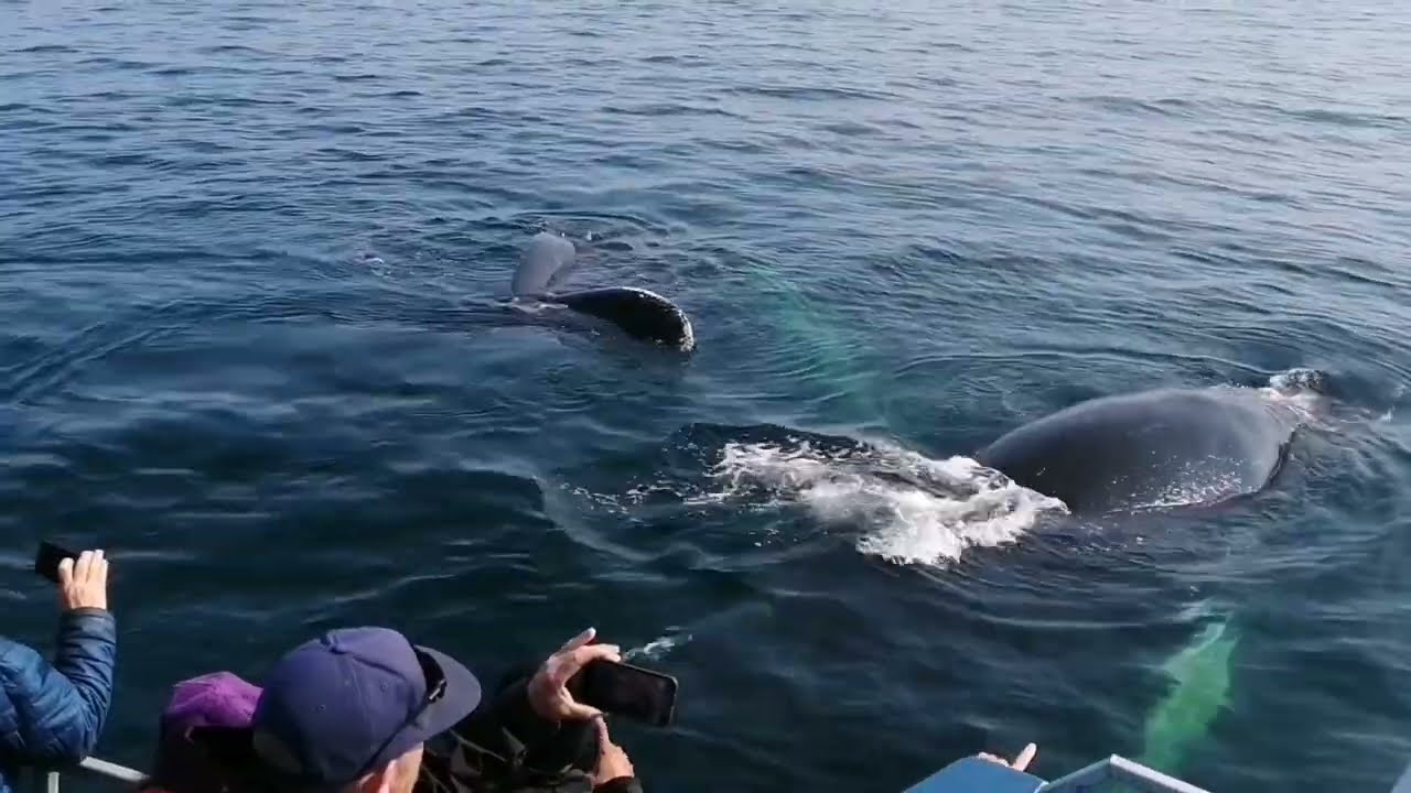 A Mother and a baby humpback whales play next to the boat