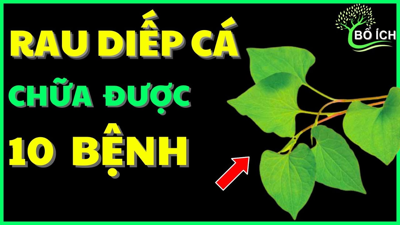 Tin Vui: 10 Lợi Ích Của Rau Diếp Cá Chữa Được 10 Căn Bệnh Thường Gặp Nhất- kênh sức khoẻ bổ ích