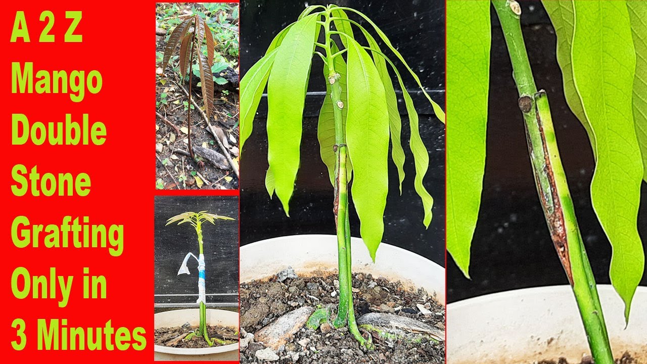 A 2 Z Mango Double Stone Grafting in 3 Minutes, Be the Creator, Sept'20