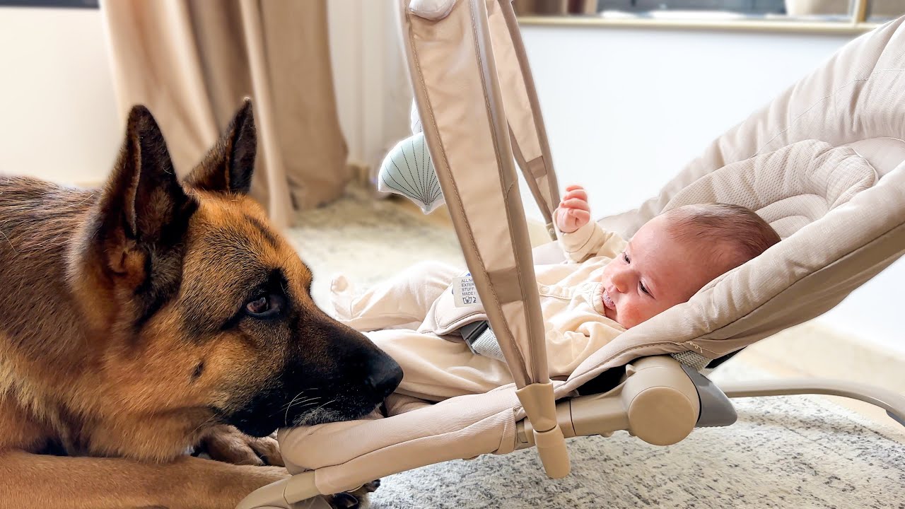 German Shepherd The Best Babysitter for a Newborn Baby
