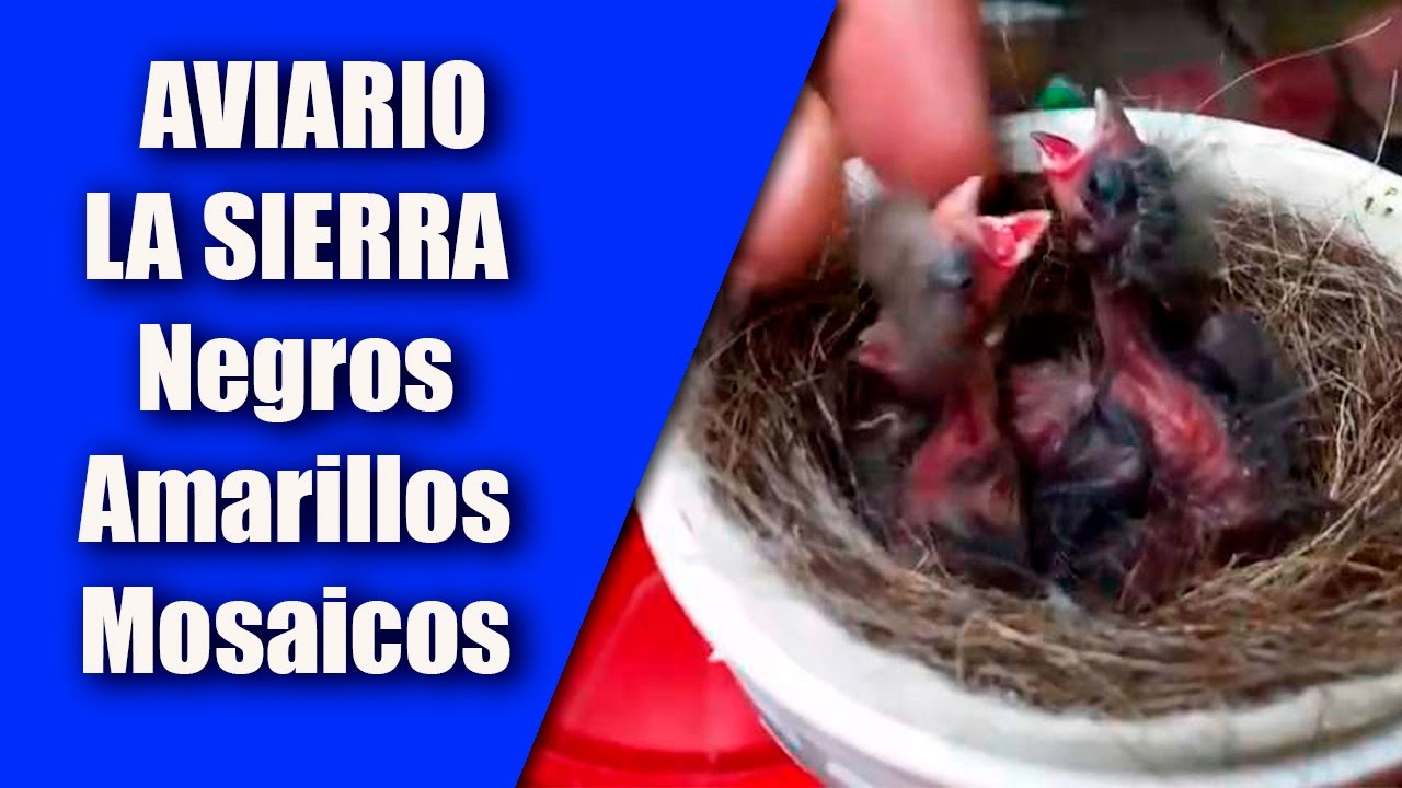 Visitando Aviarios (Negros amarillo mosaicos, 