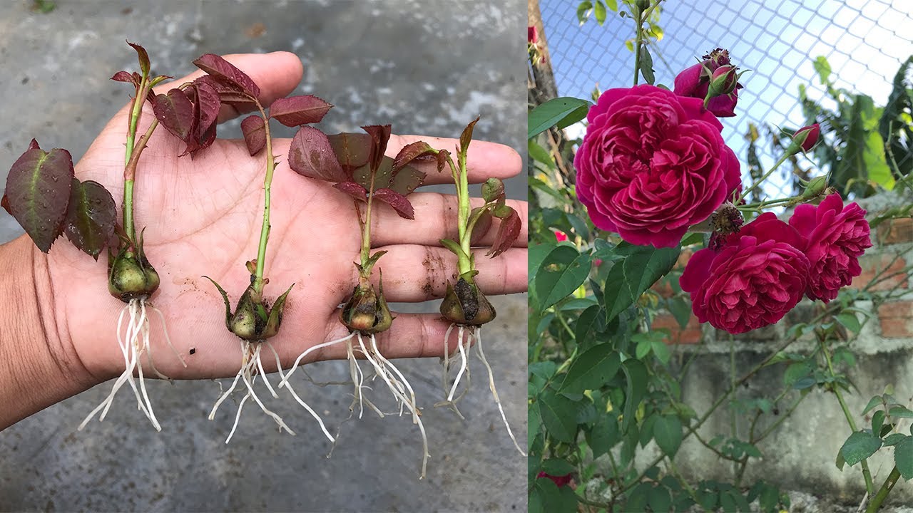 गुलाब क्यालिक्स│रोसाबाट गुलाब कसरी उब्जाउने
