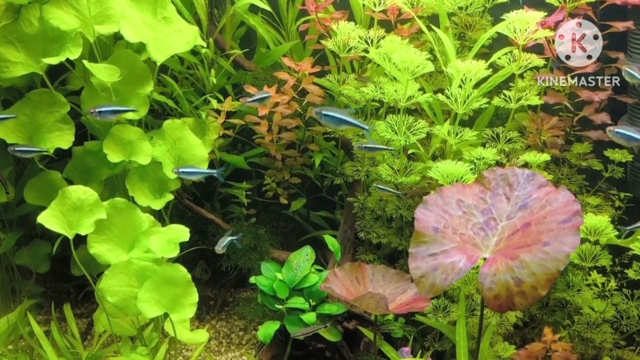 Celesta, St. Clemens Dortmund-Hombruch, "Aquarium" aus dem Karneval der Tiere von Saint- Saens