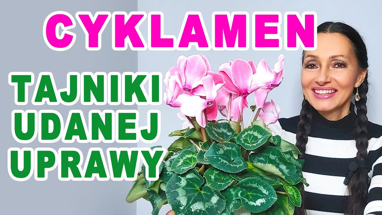 Jak Uprawiać Cyklamen Perski Jako Roślinę Wieloletnią