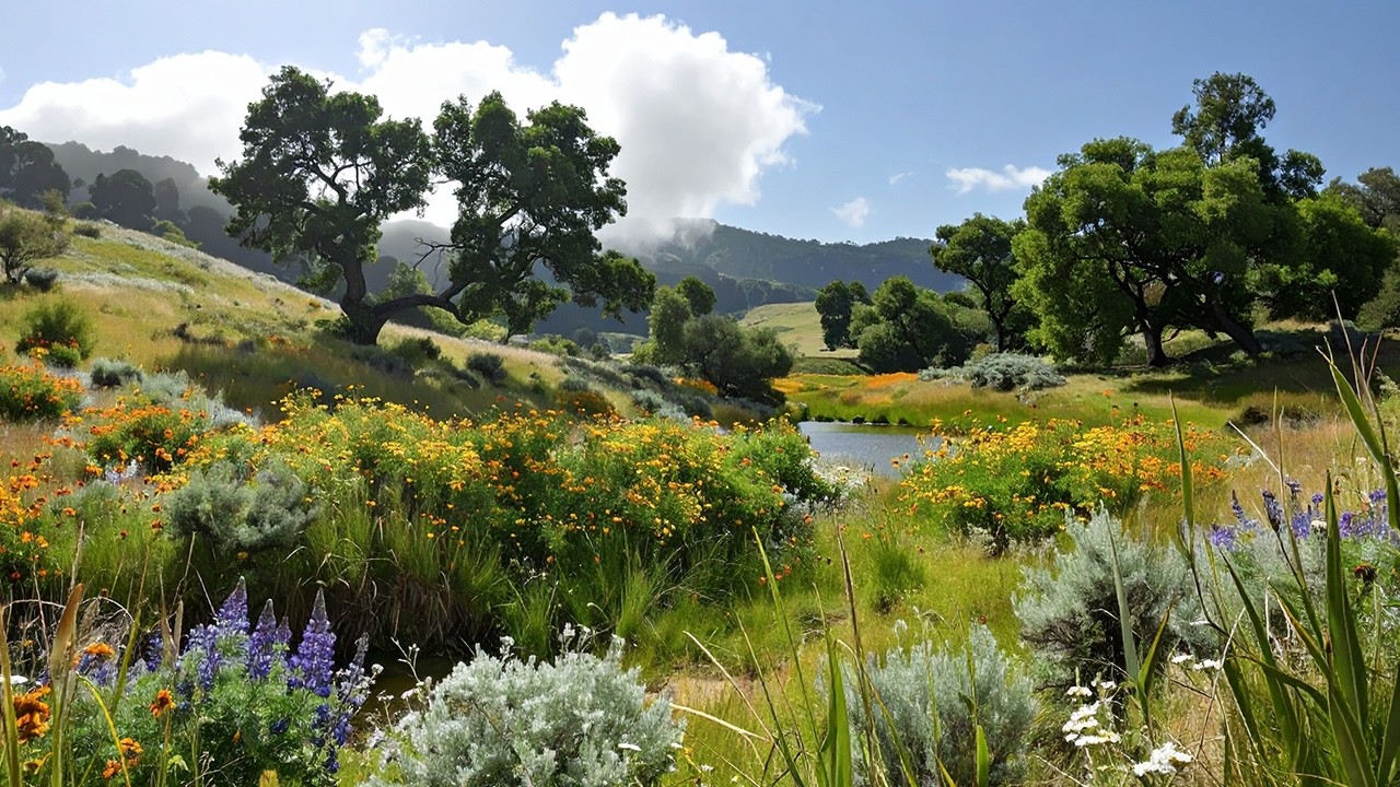 Blooming Meadow Ambience | 9 Hours of Birds, Cuckoo & Water Sounds for Relaxation & Work | 4K