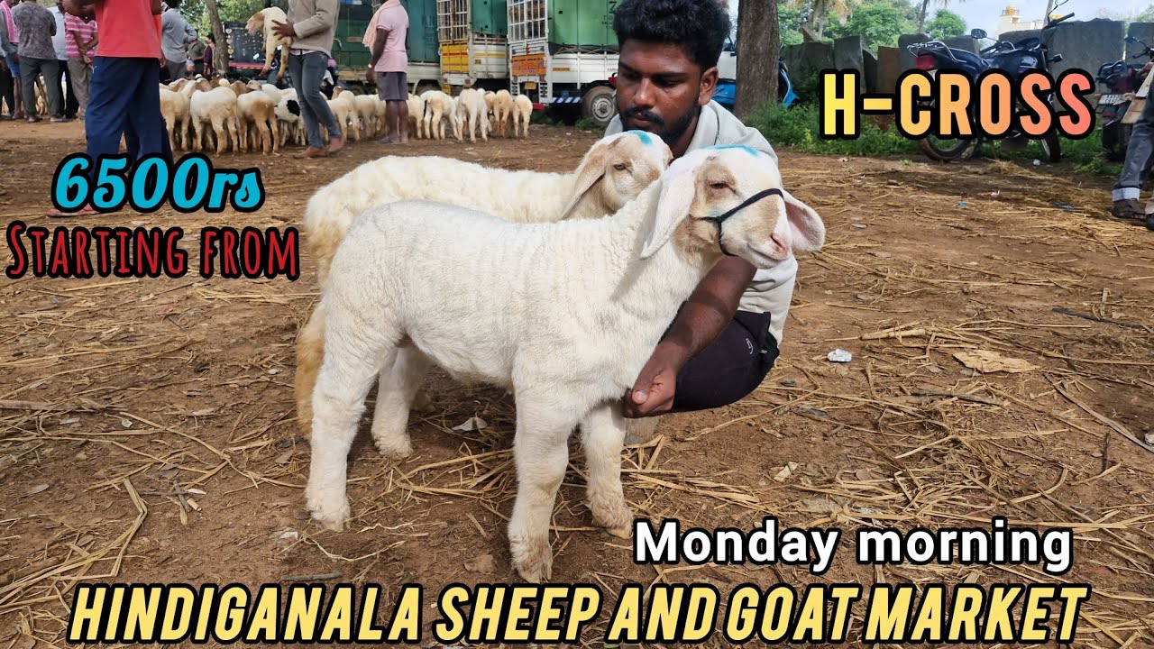 Hindiganala Sheep And Goat Market Full Detail Video H-cross Bangalore