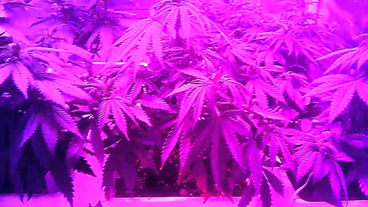 Medical cannabis grow 10 days  in 12/12