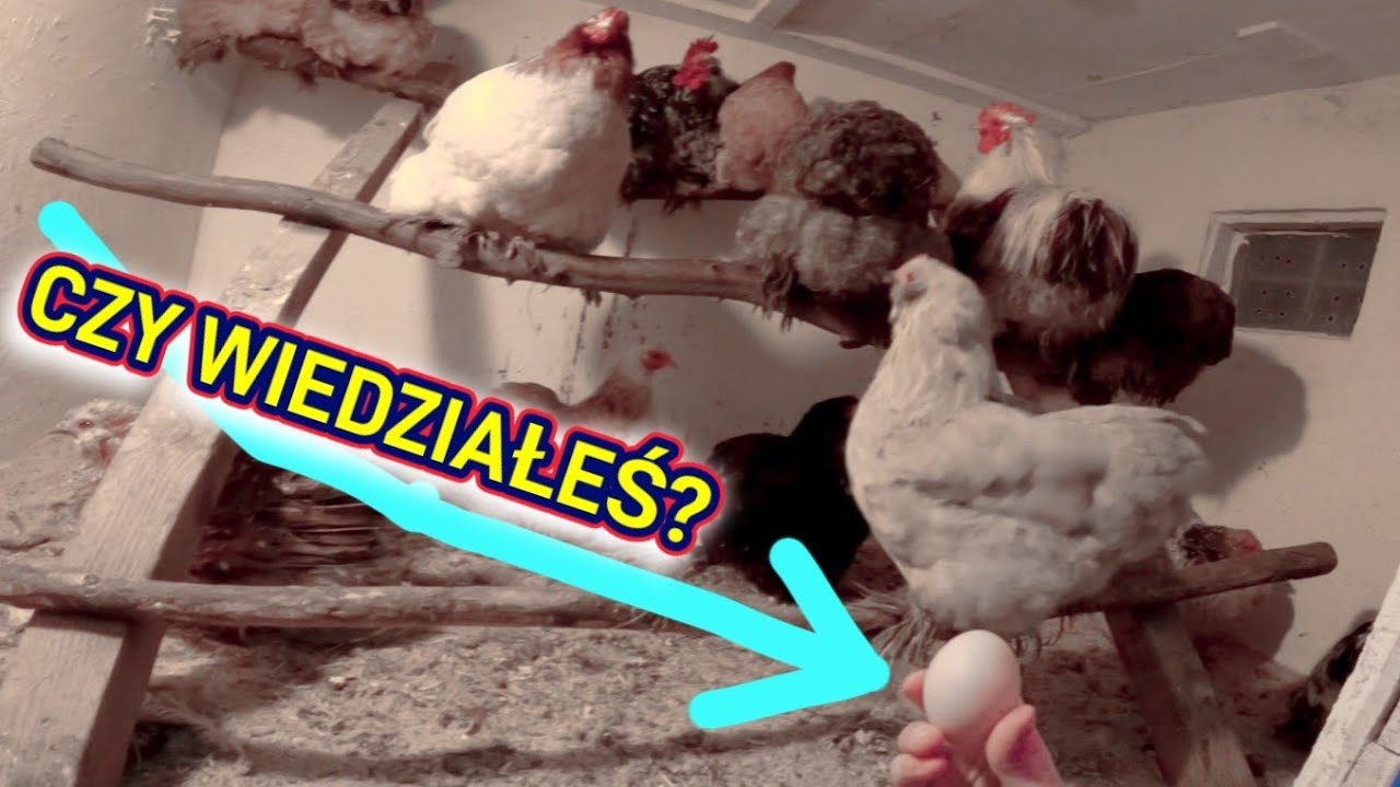 #chicken 🐓🥚 Kurze jajka - Co zrobić żeby się nie popsuły przez wiele tygodni ⚠️ Stop zbukom ⚠️
