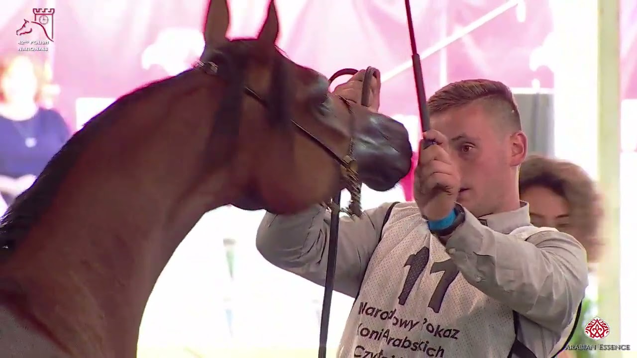 N11 ELPRIMA  - 2020 PRIDE OF POLAND - 42nd AH National Show - Yearling Fillies (Class 1B)