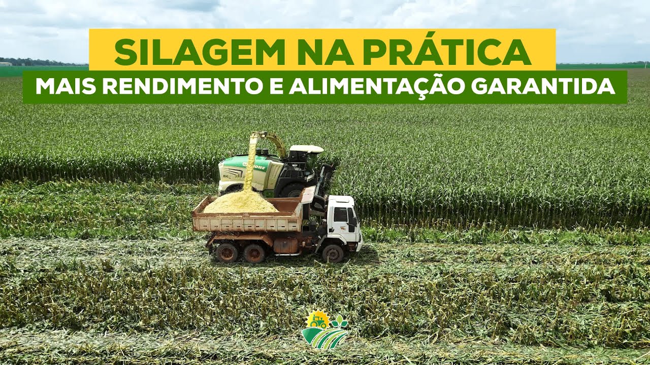 SILAGEM NA PRÁTICA: Mais rendimento e alimentação garantida