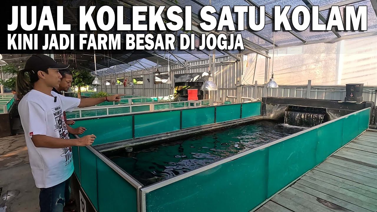 KOLEKSI IKAN KOI HABIS DIJUAL, LANGSUNG JADI DEALER TERBESAR : | SAKA KOI FARM