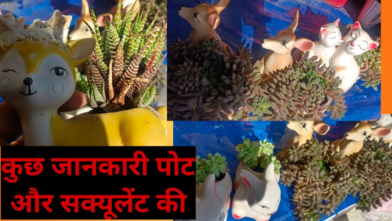 कुछ जानकारी पोट और सक्यूलेंट की 
