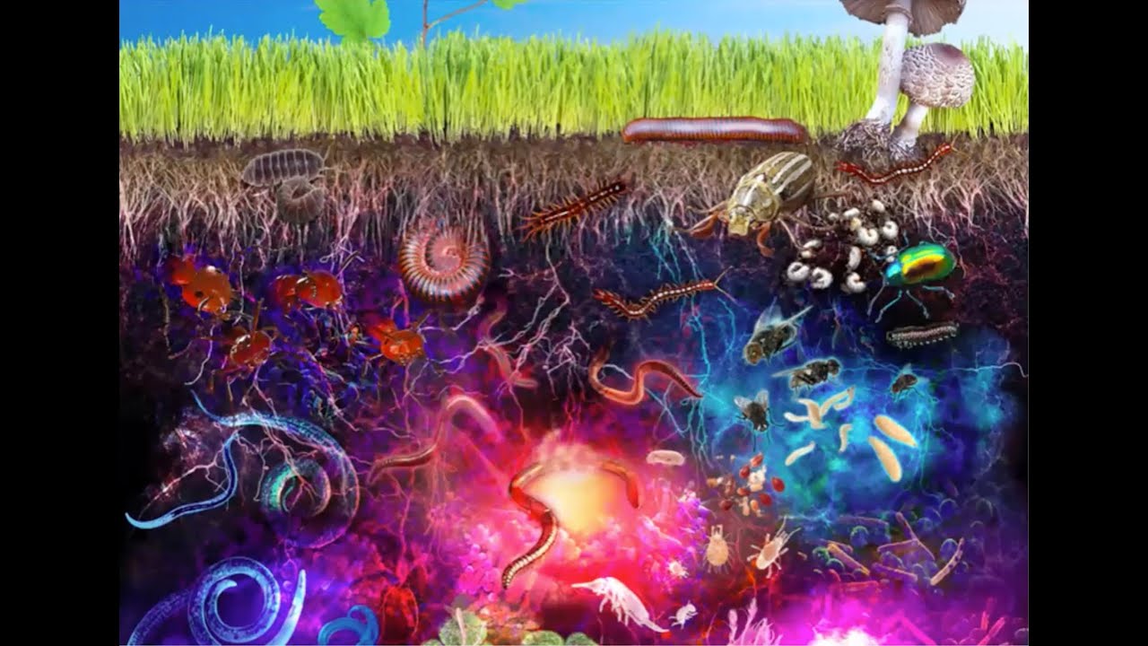 The Soil Will Save Us | Kristen Ohlson | MCWC Presentation