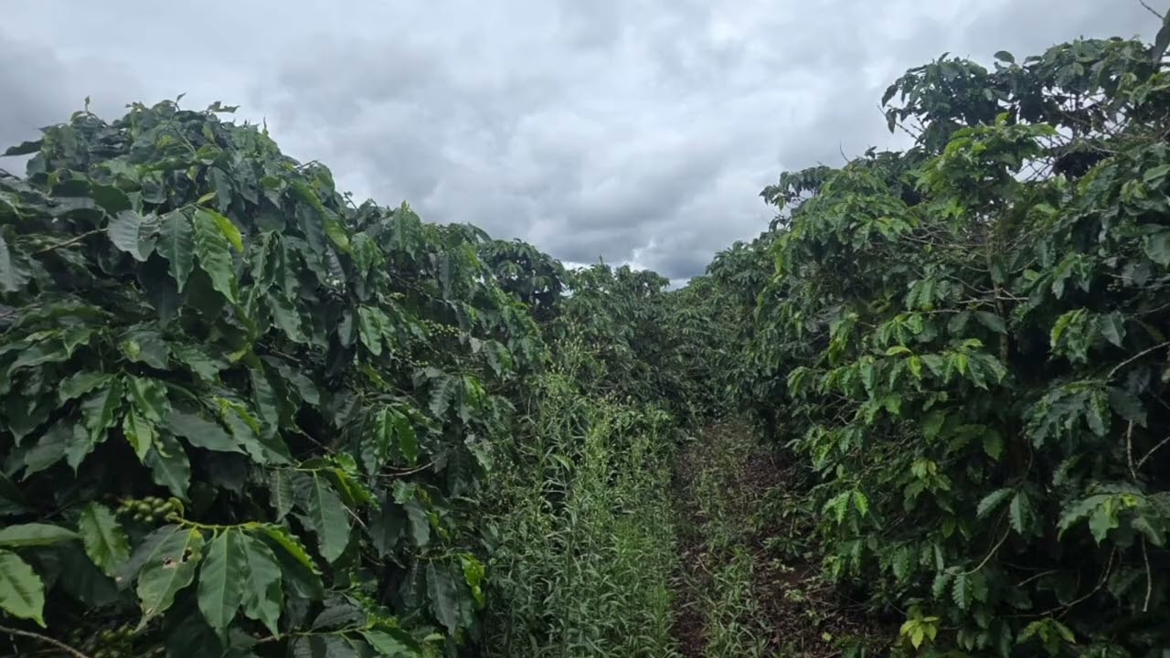 Um alqueire de terra à venda.