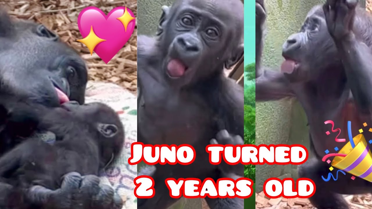 Juno turned 2 years old 🎉Mjukuu loves her baby so much ❤️