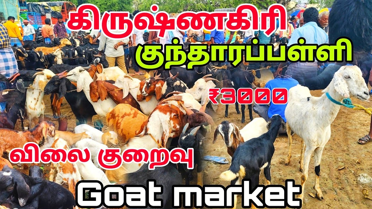 கிருஷ்ணகிரி மாவட்டம் குந்தாரப்பள்ளி ஆட்டு சந்தை goat market kundarapalli
