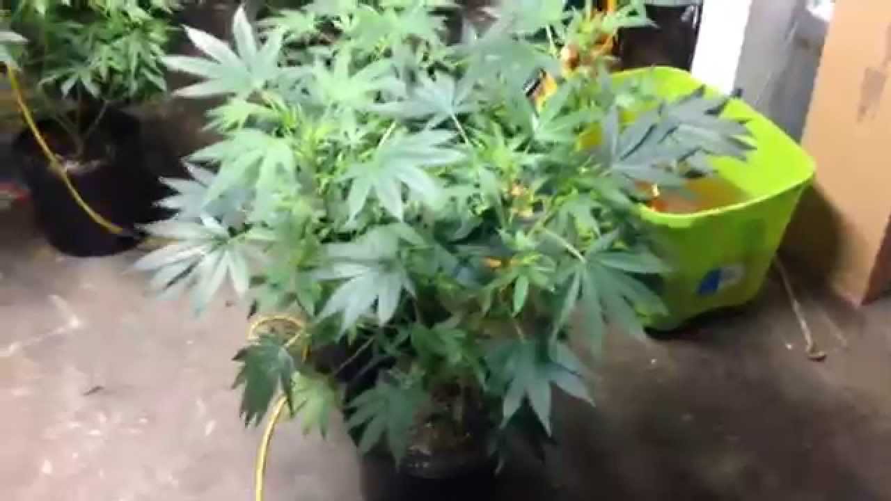 MARIJUANA INDOOR GROW PT.2 (HOW TO SPOT A MALE PLANT) FLOWERING STAGE