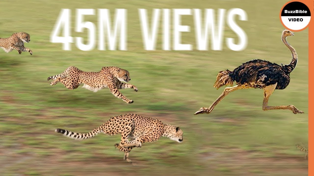 Trois Gu&eacute;pard vs Autruche, Combat &agrave; Mort !!