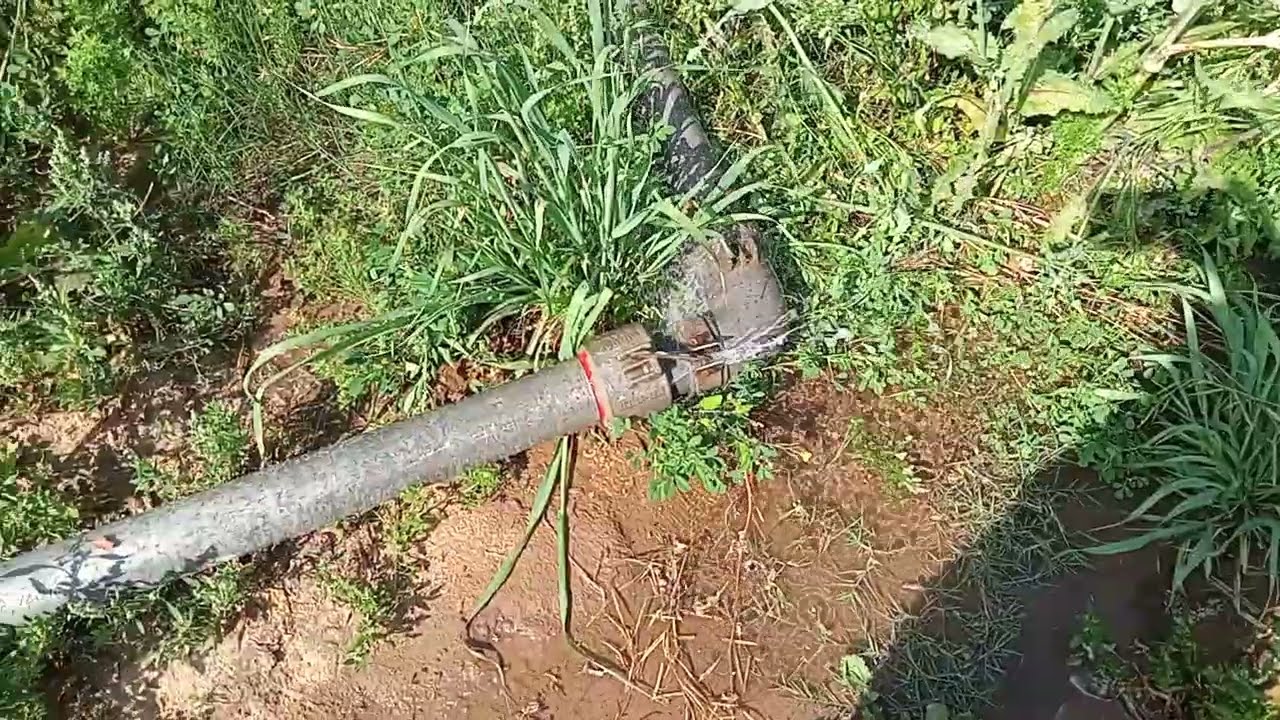 सरसो में आखरी सिंचाई।। sarso me last pani।। musterd farming।।@satishmaakaladla 