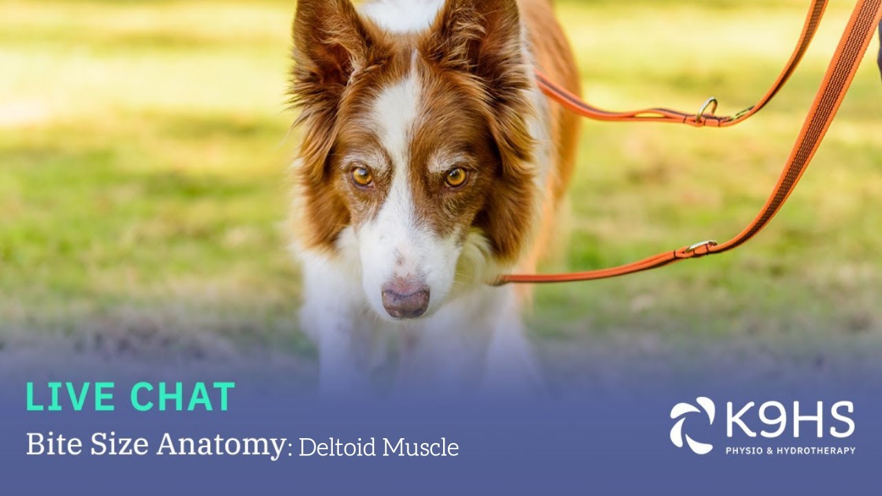 Explore the Dog's Deltoid Muscle