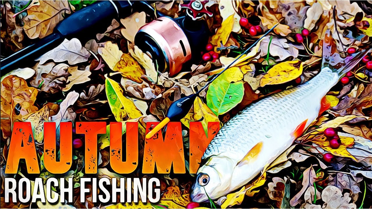 AUTUMN ROACH SESSION ON THE WAGGLER