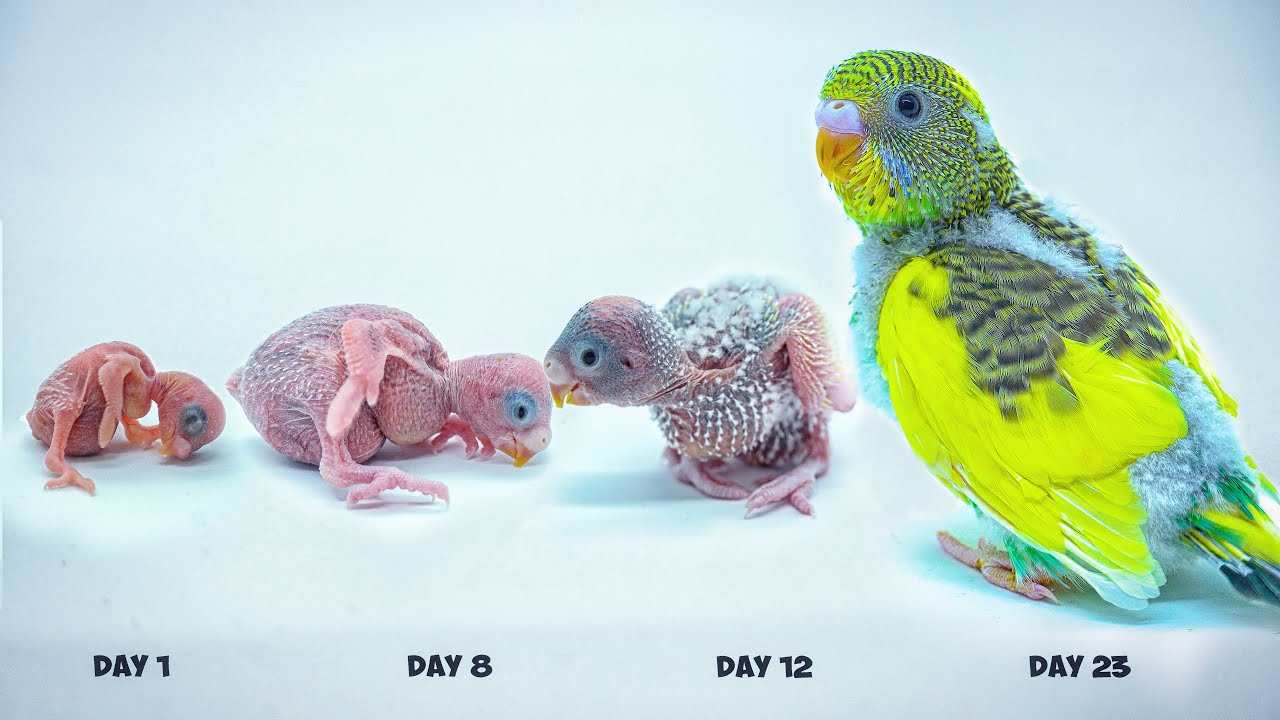 Budgie Growth Stages EXPOSED in 3 Minutes