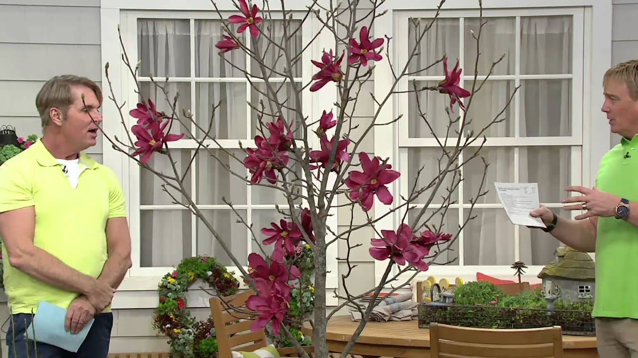 Cottage Farms Wonder of Nature Genie Magnolia on QVC