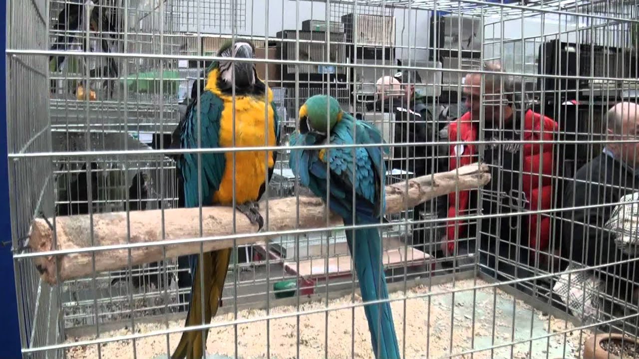 72 Esposizione ornitologica internazionale  Reggio Emilia 19-20 November 2011    1/2 1080p HD