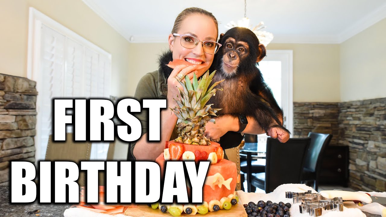 Chimpanzee First Birthday! | Myrtle Beach Safari