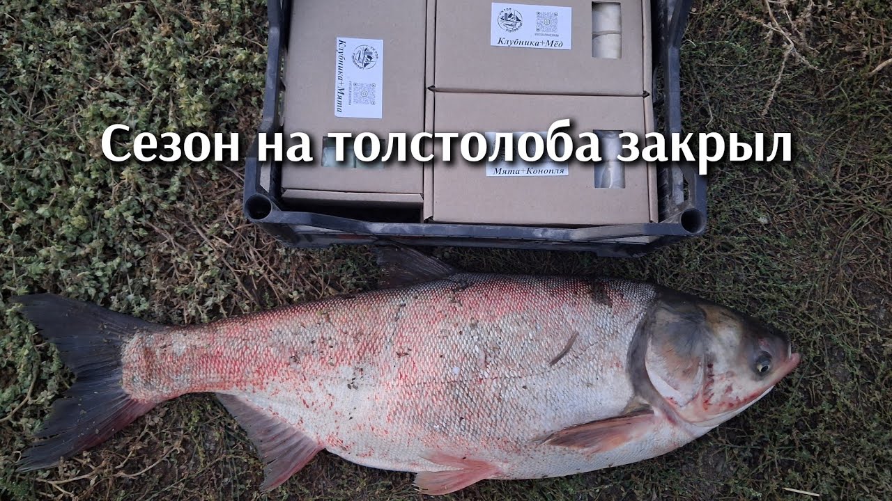 Закрыл сезон на толстолоба