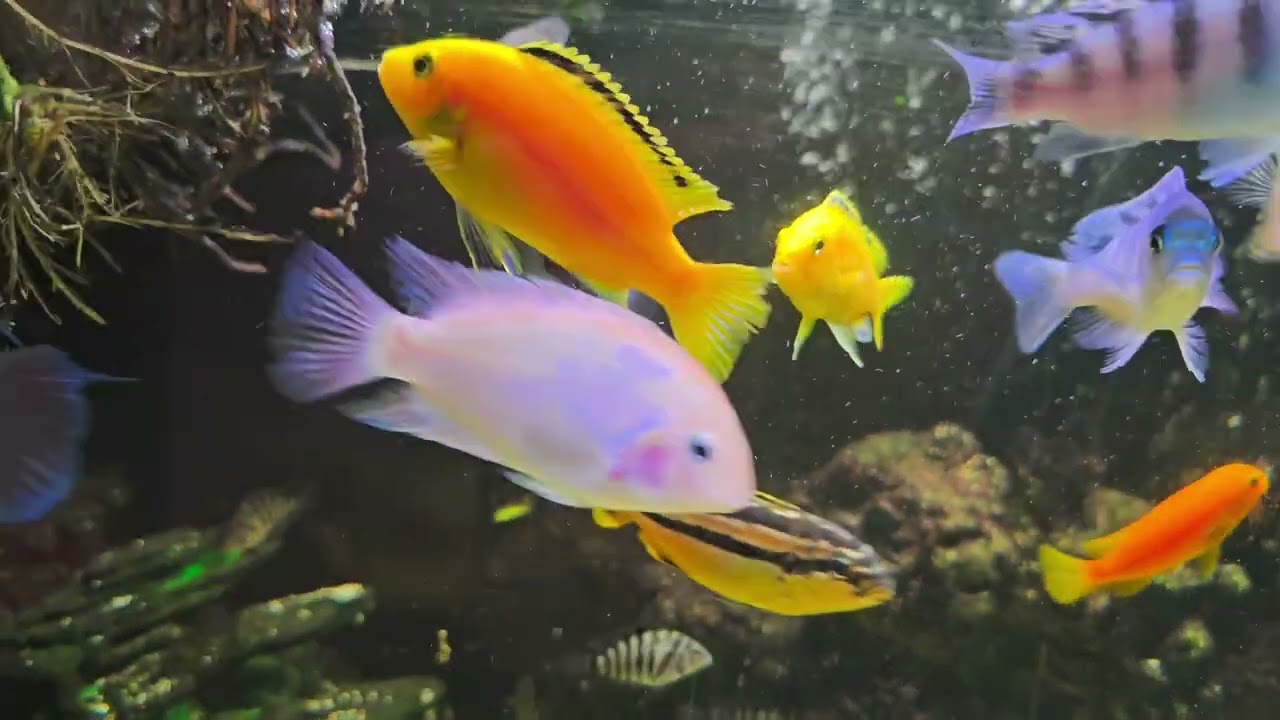 Oscars added to fish room and other changes