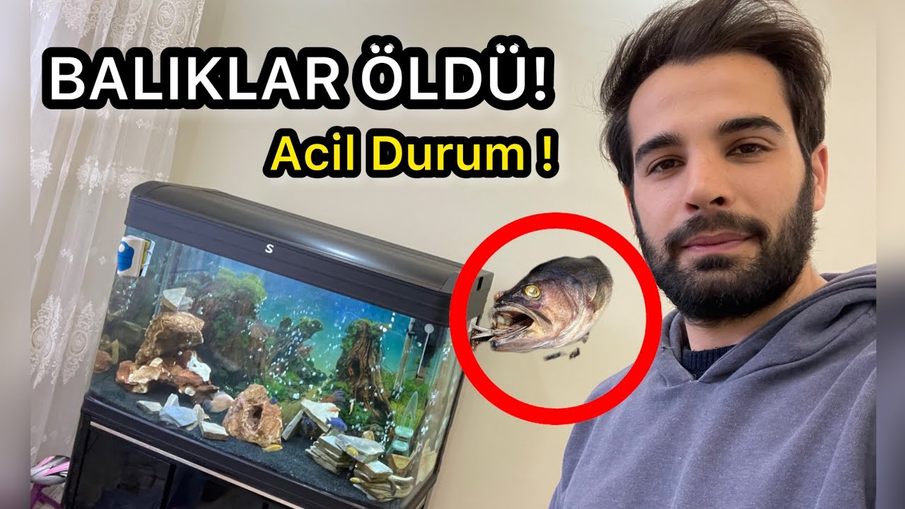 AKVARYUM BALIKLARI ÖLDÜ ( ACİL TEDAVİ PROTOKOLÜ )