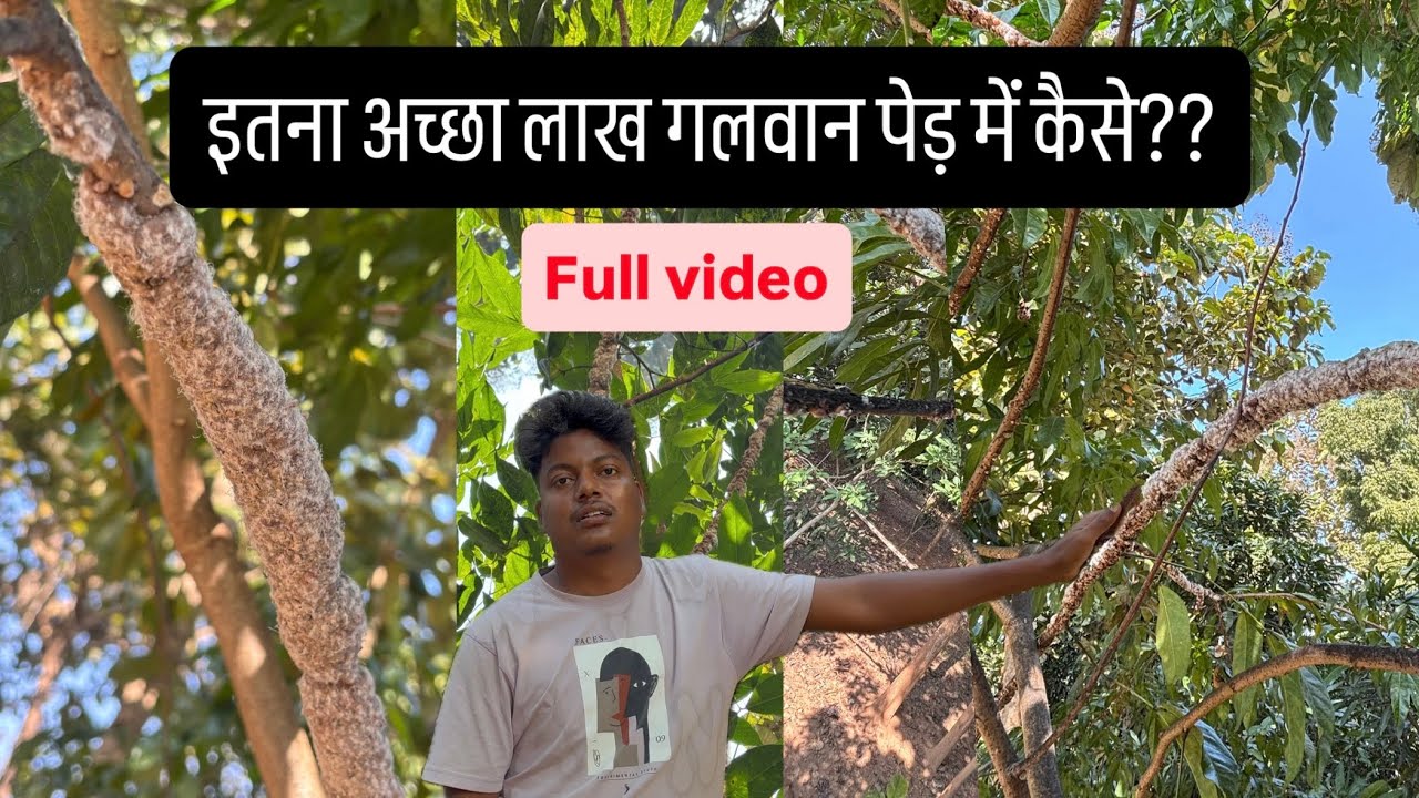 गलवान में लाह की खेती //लाह बगान बनो ,बांकी ,बदलुंग 