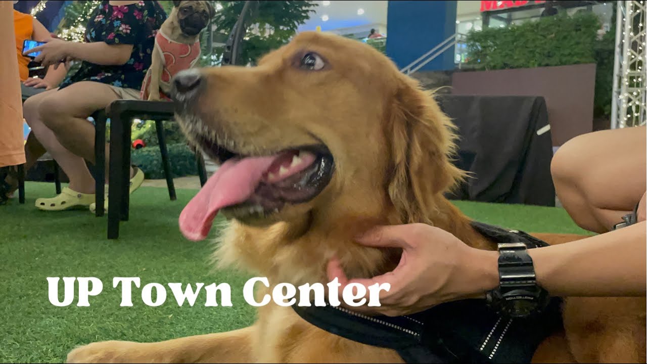Golden Retriever Dog Visits a Shopping Mall (UP Town Center, Philippines)! 🐶