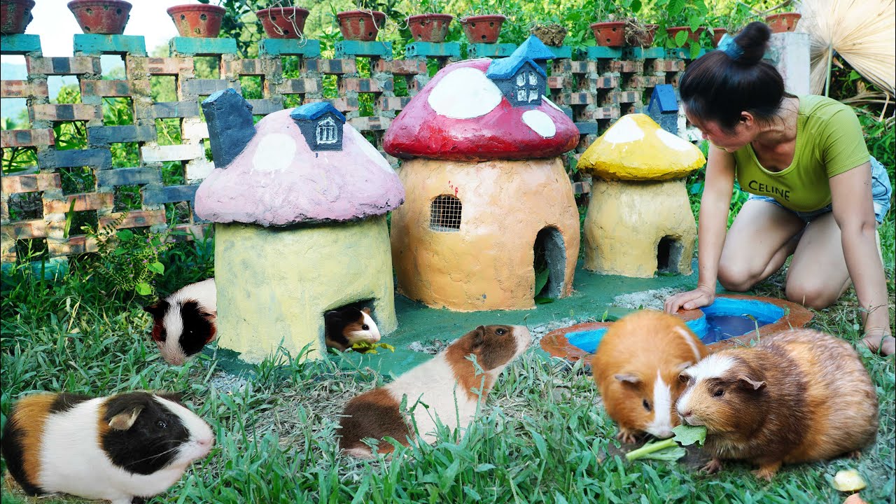 Building a Cute Mushroom House to Tame and Raise Guinea Pigs / Peaceful farm life