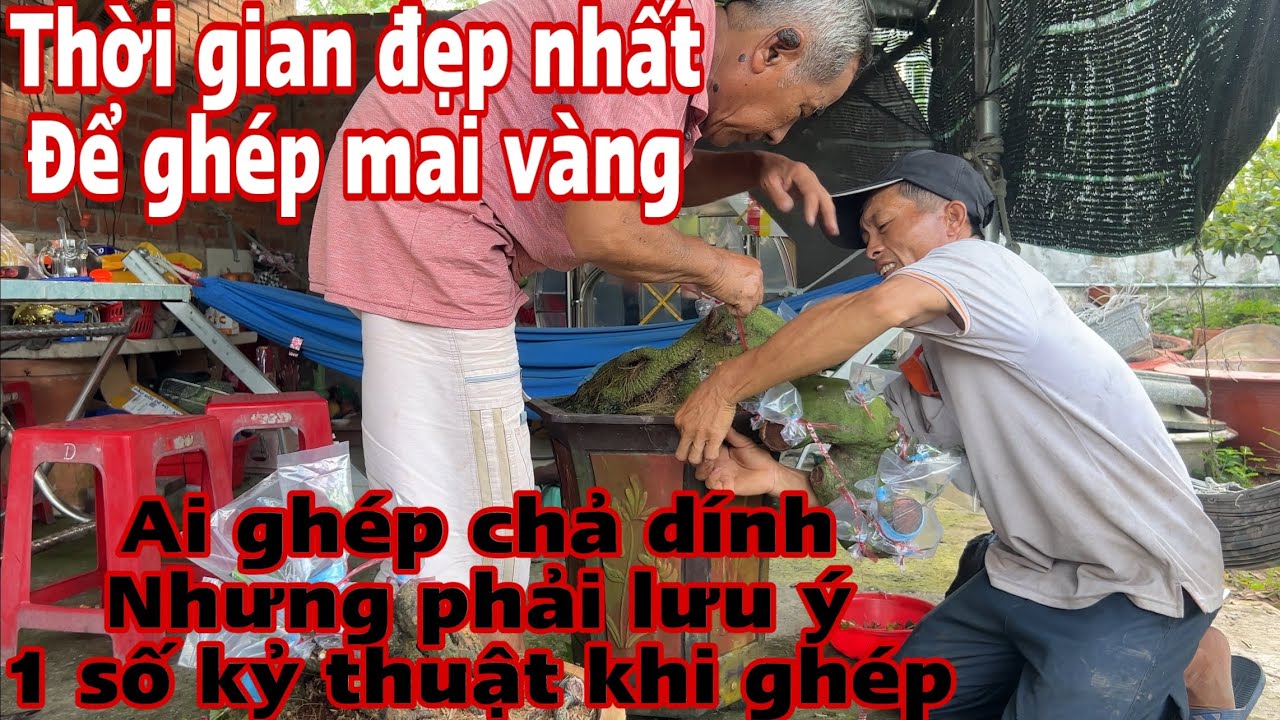 Cách ghép mai vàng đạt hiệu quả nhất - kỷ thuật ghép mai vàng đạt hiệu quả