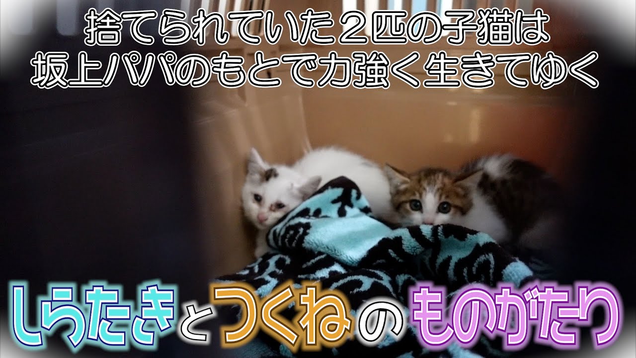 捨てられていた２匹の子猫との出会い　〜しらたきとつくねのものがたり〜