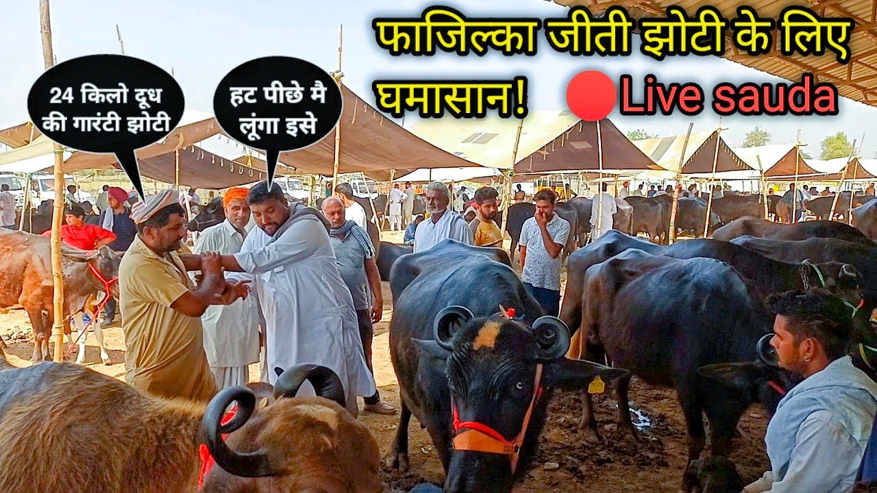 फाजिल्का जीती झोटी के लिए घमासान! #live_sauda fazilka winner buffalo ke liye ghamasan @farmingbaba