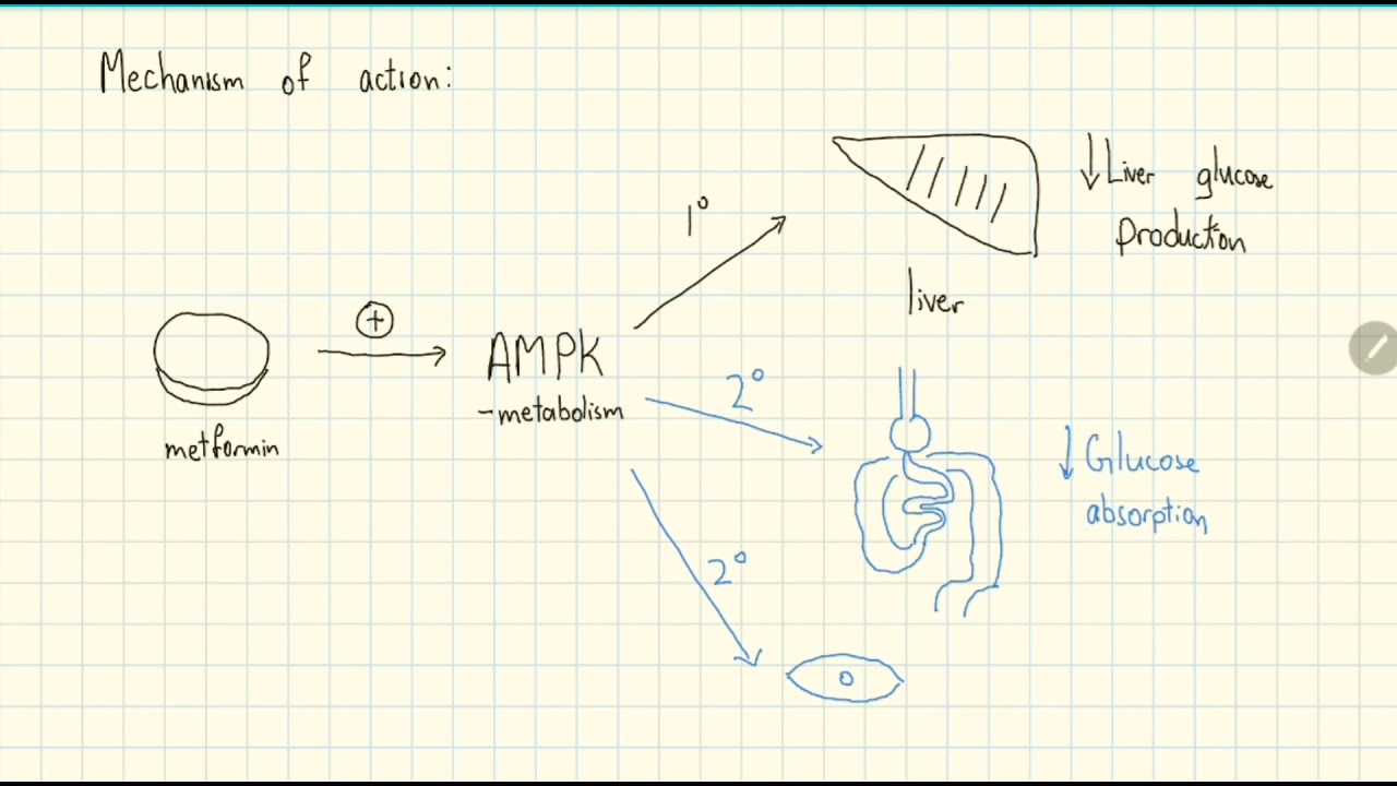 Metformin Explained in 2 Minutes