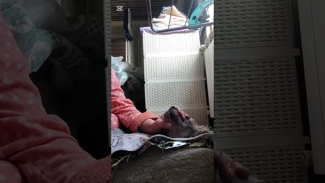 Лечение Снежка продолжается 