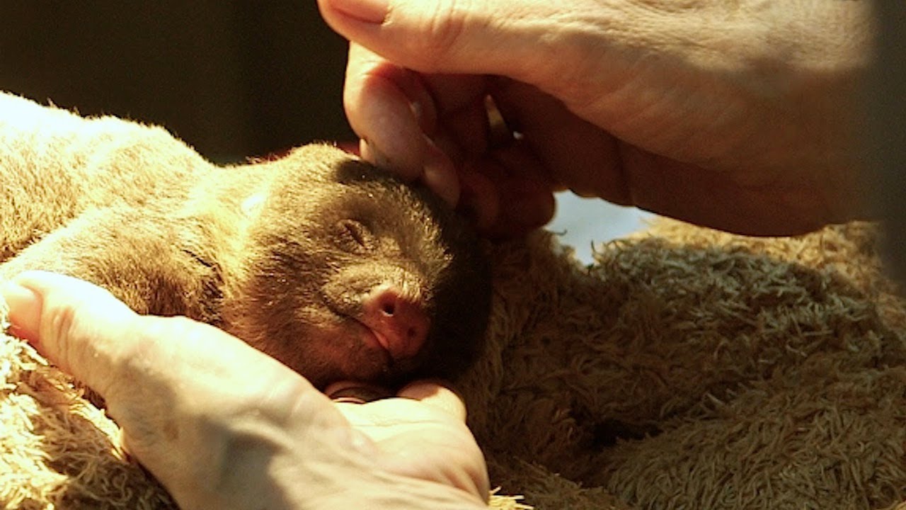 Baby sloth gets rescued