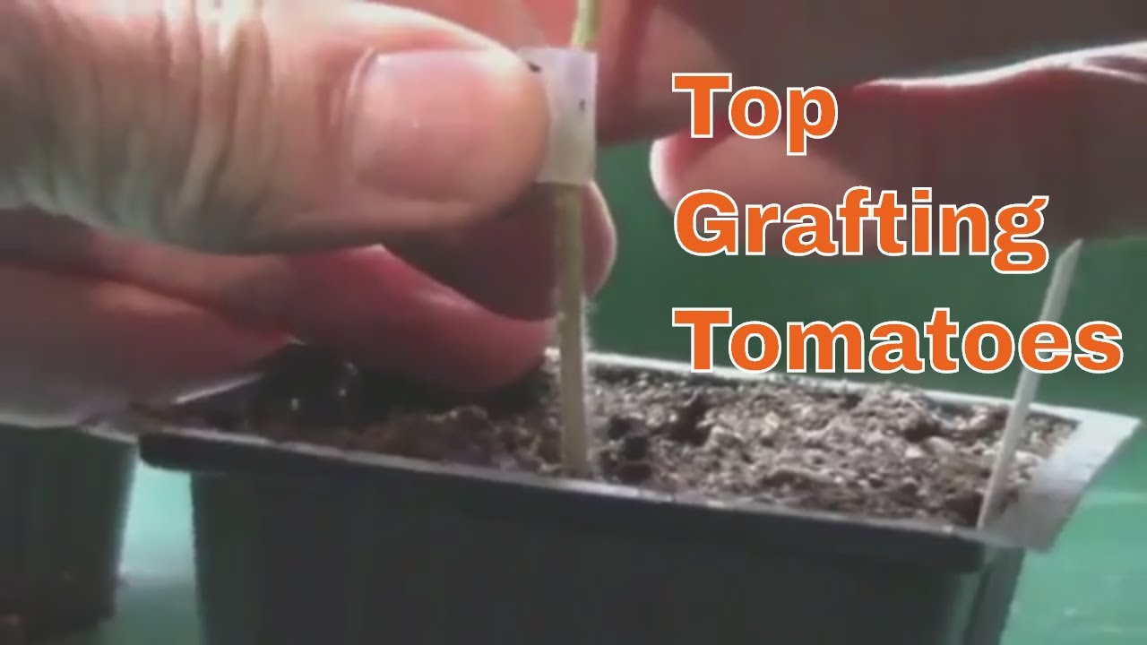 How I Top Graft Tomatoes - A Closeup Look At The Technique I Use.