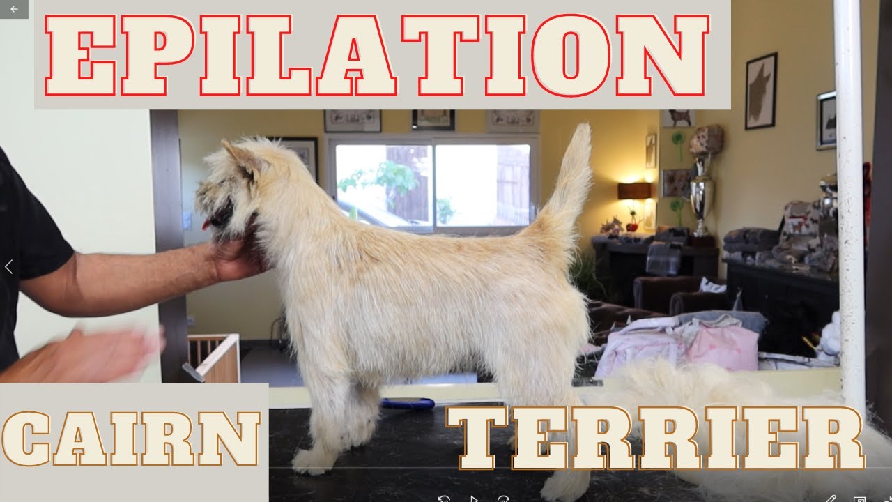 Cairn Terrier épilation intégrale, étape par étape (2).